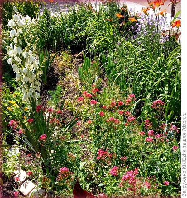 Кентрантус  показал себя весьма  засухоустойчивым   и стойким растением...
