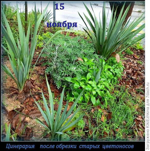 Сняла семена  Цинерарии с городской  клумбы, теперь она у меня везде!