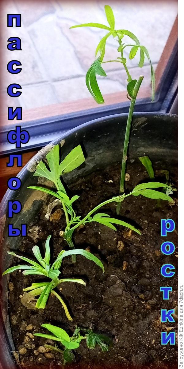 Надеюсь черенки нормально перезимуют и весной - в ОГ!