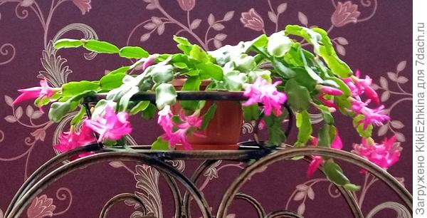 Параллельно с лечебным флакончиком  купила удобрение,и мои Декабристы  постепенно с бледного приобрели нормальный  вид.