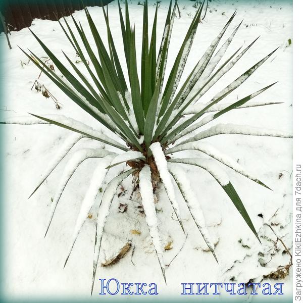 В канун  Старого Нового года!