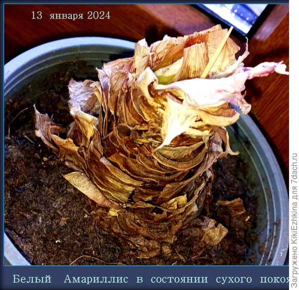 Вина  моя  в том,что я не  вела  дневник наблюдений  с датами (по  Амариллисам)...