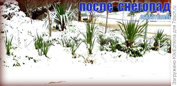 Юкки  у нас растут  повсеместно!