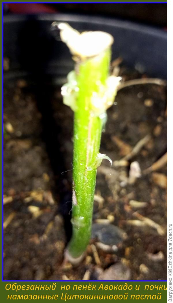 Внушает ли вам надежду на новые  побеги   внешний  вид  моего  ствола  Авокадо?