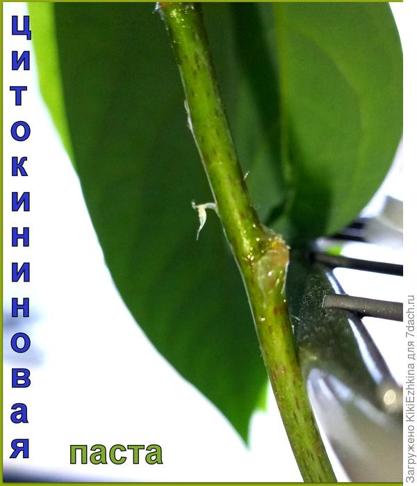 Я в ожидании, а  есть ли  у вас  подобный опыт?  Поделитесь пожалуйста!