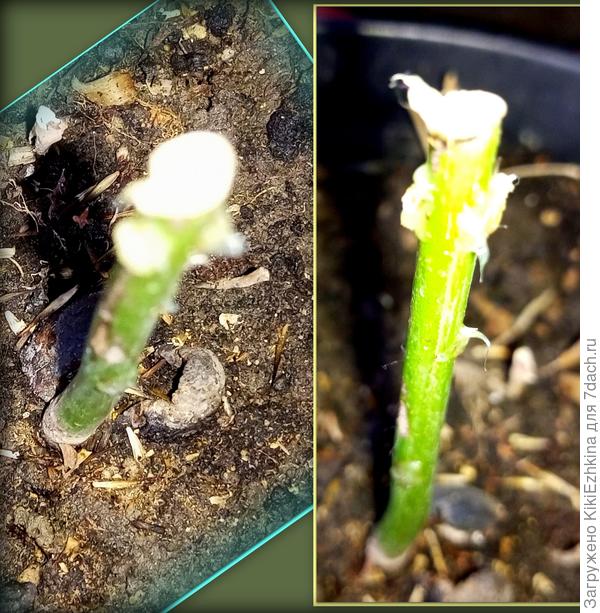 Пенёк Авокадо с разных сторон: по почкам намазала  цитокининовой пастой... Жду  результата...