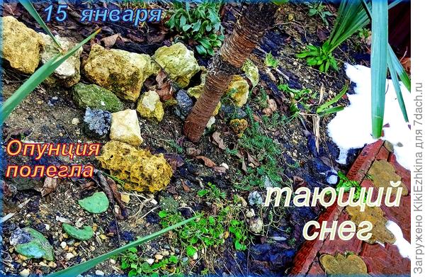 Так  выглядит  наш палисадник в середине января...