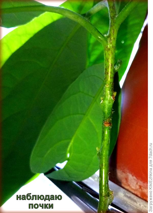 Это  некоторые  почки, намазанные  цитокининовой  пастой... ведём наблюдение... Результат  пока  не заметен...