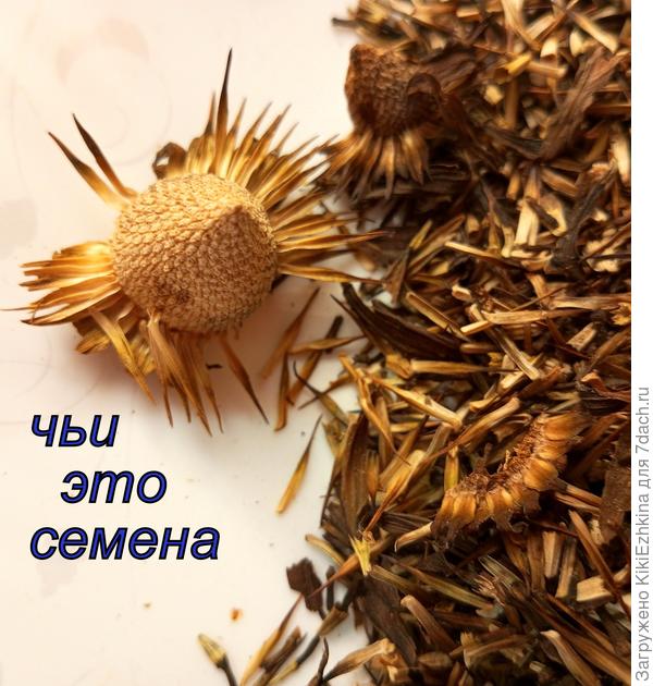 Можно ли для  посева  этих семян использовать улитку?