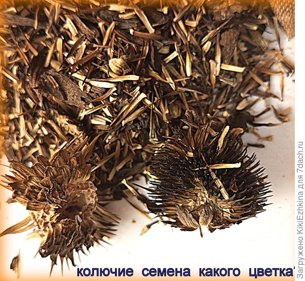 Каким  способом  сеют такие семена?