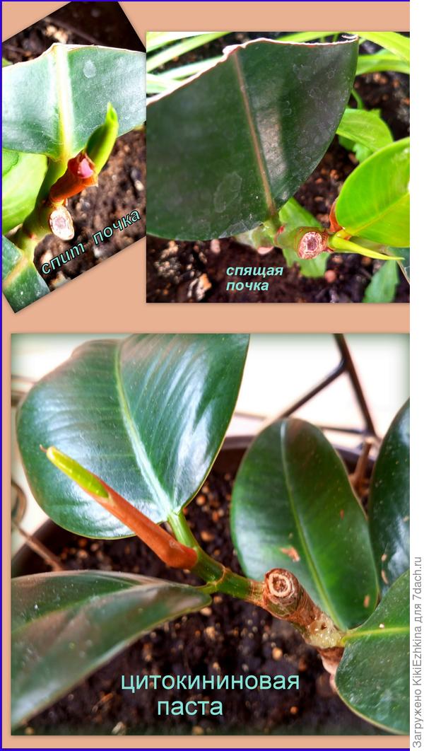 Намазать  я пастой намазала  а вот  результатов  пока  не могу дождаться:  терпежа не хватает! :)