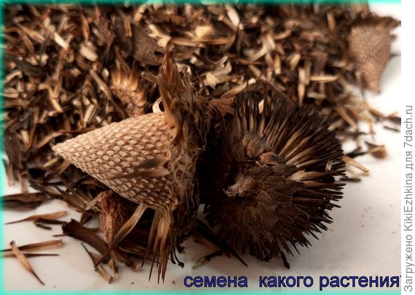 Какого цвета   могут быть эти цветы?