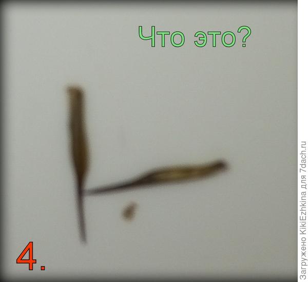 Тоже  похоже на семена (особенно на бархатцы)...  Хотя это из  Эхинацеи...