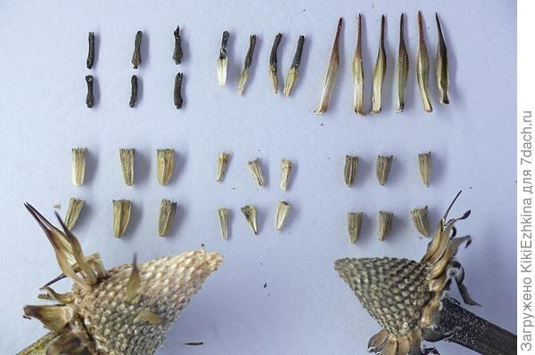 Echinacea purpurea seed - Семена эхинацеи пурпурной