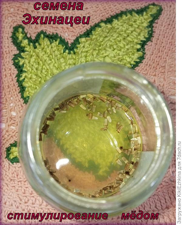 Сначала  протравила  семена Эхинацеи  в растворе марганцовки 20 минут, потом замочила в растворе мёда на 12 часов...  Завтра надо  будет  крутить улитку!