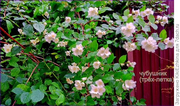 Этот Чубушник  умудряется выживать в борьбе с соседствующим Плющом обыкновенным...