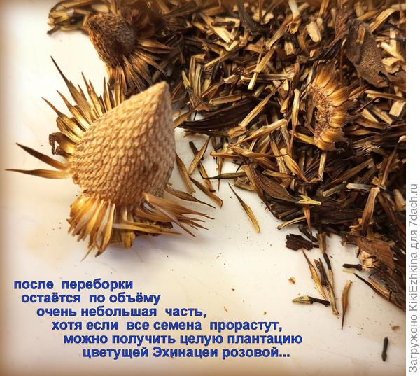 Теперь я  знаю  досконально как выглядят семена снятые с Эхинацеи и чем они отличаются от Рудбекии!