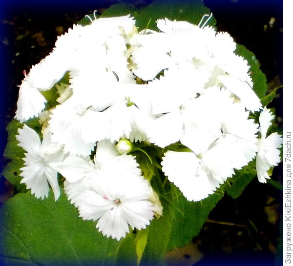 Вот  так  по одному  цветочку каждое  лето вырастает! И всё! Радуйся  хозяюшка!