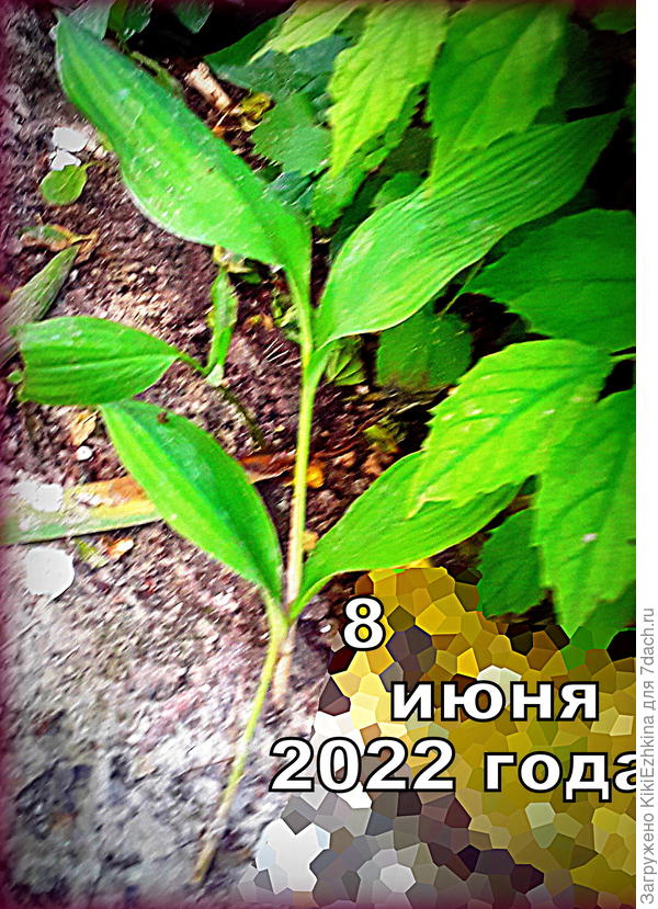 Фото старое,  этой весной даже и не знаю- мечтать ли  хотя бы о ростках, которые смогут проклюнуться сквозь нашу садовую землю!?