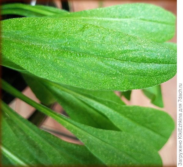 Не могу осознать  и  опознать, что же это растёт у меня в горшочке?