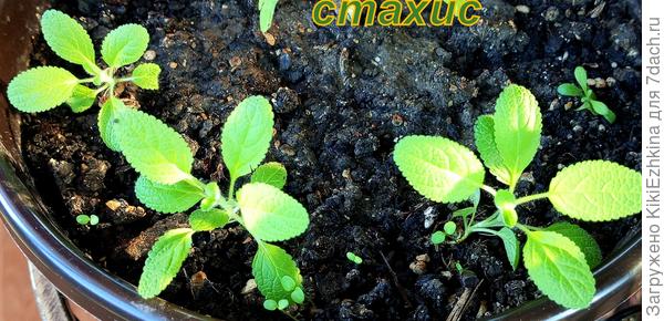 Прародители  этих  Овечьх ушек  у меня  были  привезены  из Питера...  Очень  нравится это растение! Тоже  можно будет высадить в мою клумбу-в дальний правый  край...