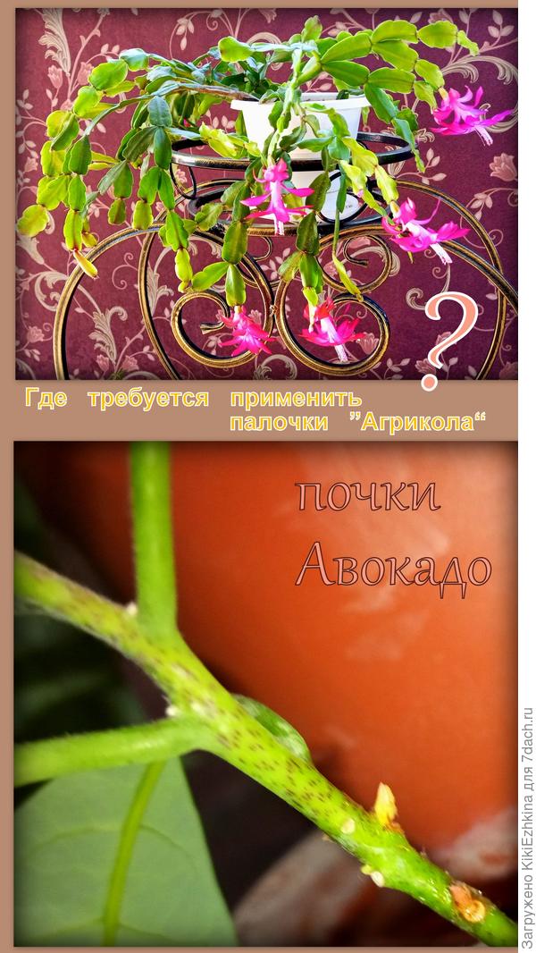 Кому из моих подопечных  срочно необходимы эти удобряющие  палочки?