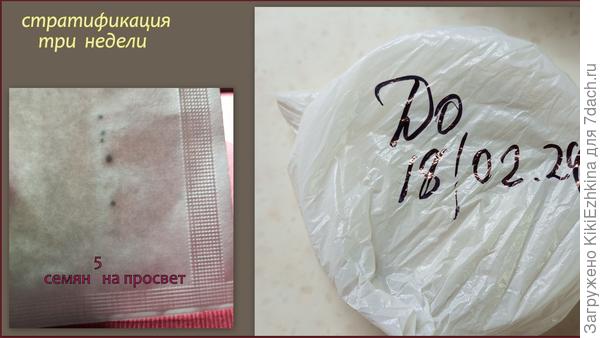 И вот теперь я в ожидании окончания срока стратификации...