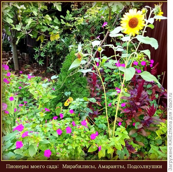 Когда сад выглядит вот так- у нас считается: ничего нет в саду цветущего!!!