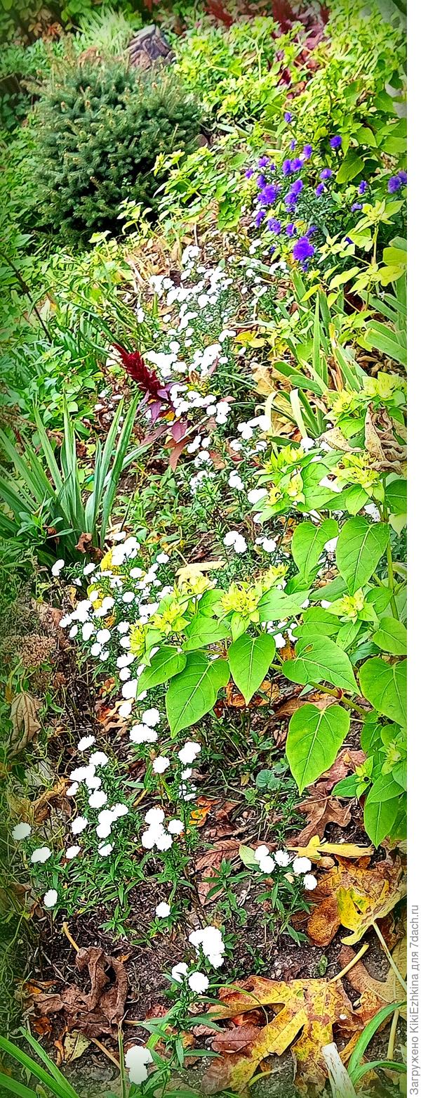 Молодые кусты Монблан  к 1  Ноября...