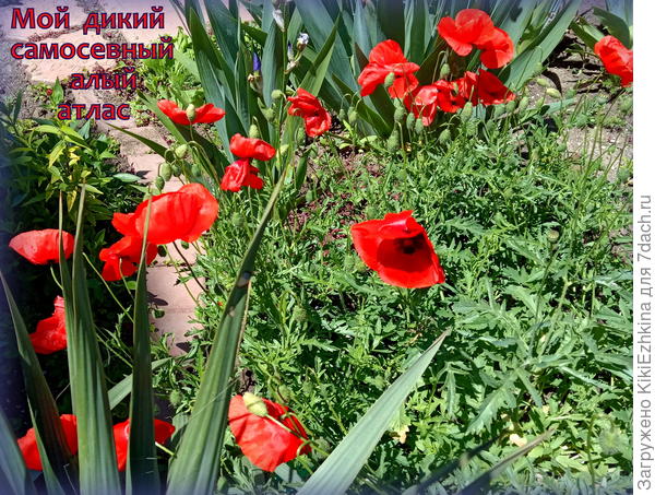 Помню народную поговорку&quot;Дурак  красному рад!&quot;  - но сердцу не прикажешь! :)