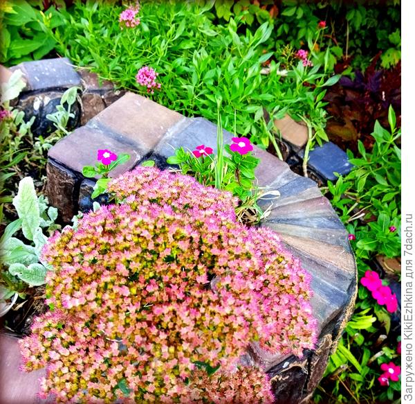 Яркие шапки  Очитка видного  светятся в конце сентября...