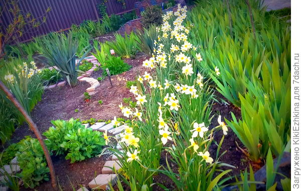 Особенно  прекрасно в нарциссах то,что  вся  плантация  разведена с единственного  старого пучка Нарциссов-  которые  из-за тесноты  даже не могли  цвести!