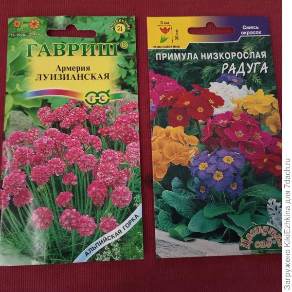 Армерию  для  начала необходимо,кажется ,  посеять на рассаду?