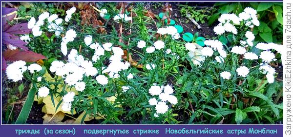 Удалось  к моменту цветения добиться роста кустов не выше 50 см... хотя без  прищипки они вырастают,наверное, под метр...