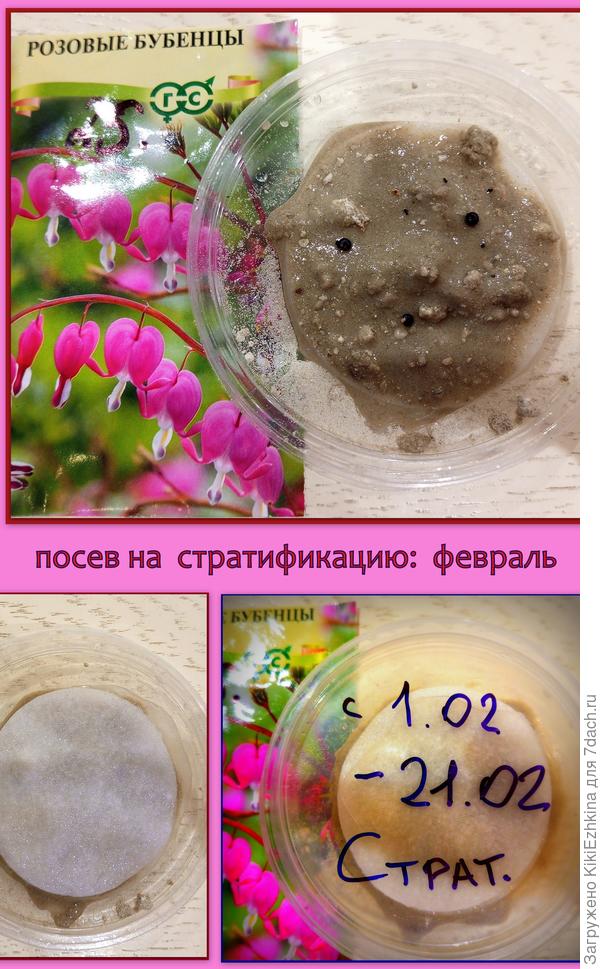 Вам повезло, что у вас было от кого по-соседски обзавестись отростком Белой Дицентры!!