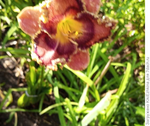 Но вот это  сортовое  &quot;чудо&quot;  при нашей  тесноте- я  вообще не понимаю зачем терпеть!-там ,правда  краешки кучерявенькие, но бледно-бежевые  края! б-р-р-р-р!