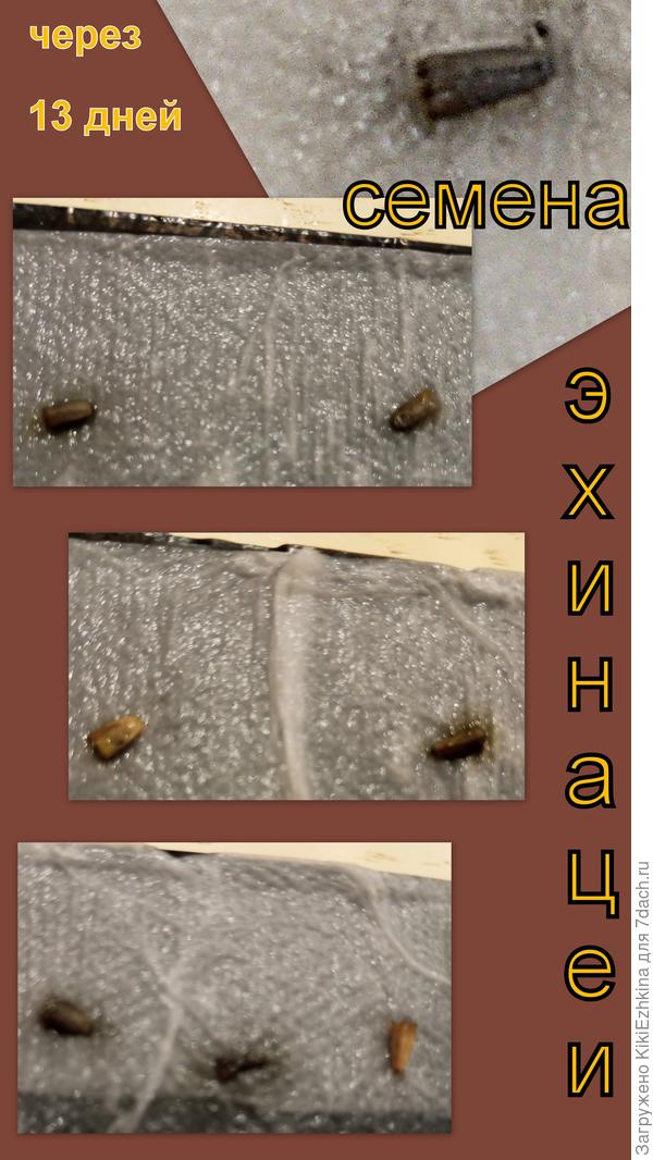 Один край  я размотала  и вот что я там увидела:   Семена спят!