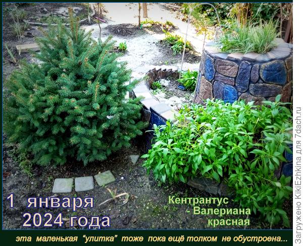 Портрет  моего Кентрантуса  в разгаре зимы...