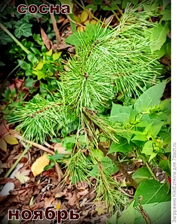 Я её не измеряла, но полагаю пока не выше 60 см ростом и тем более я  её  формирую  обрезками (как могу!)