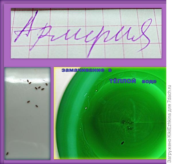 В данный  момент  семена намокают в тепловатой  водичке  до 18 часов, а там и  посев...