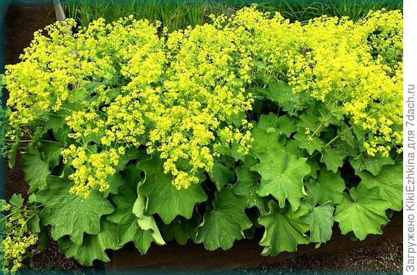 Манжетка из инета...