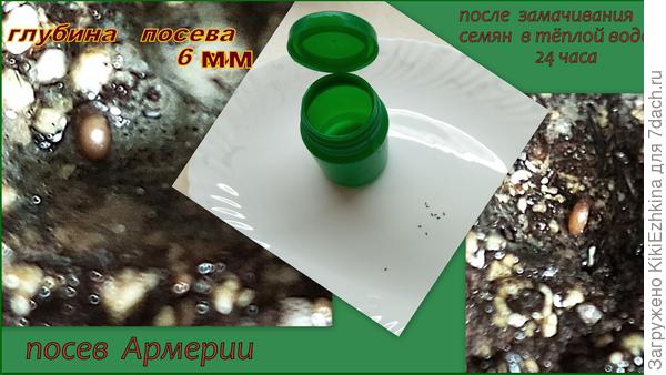 Семена  Армерии оказались очень симпатичными и работать с ними - одно удовольствие!