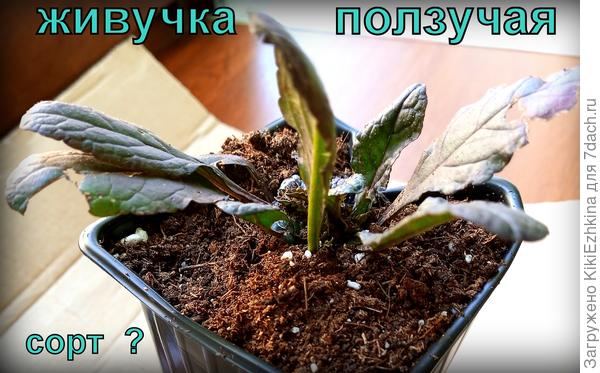 Приехала Живучка, руки чешутся- хочу высадить на клумбу!