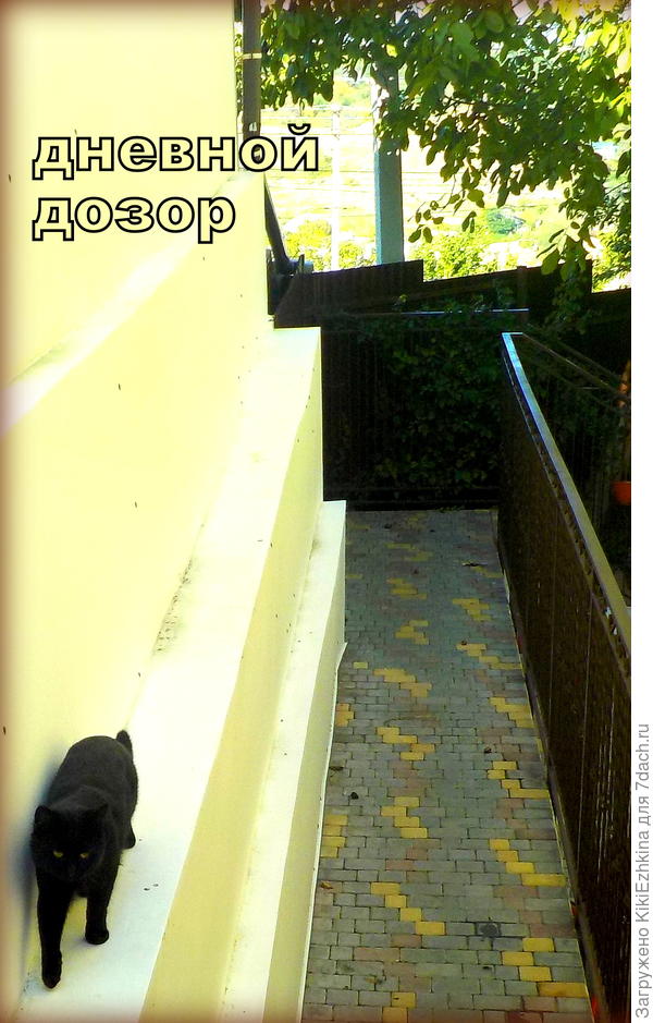 Этот  дозорный  живёт  круглый  год на  улице - во дворе...  между  двумя  садами , верхним  ( куда  он  сейчас  и направляется)  и  нижним, где  я в основном  и тусуюсь... :)