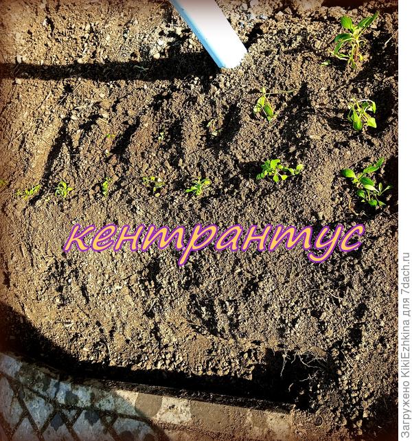 Прокопала   канавку  по краю...  Дополола травку-муравку  и  высадила  первых новосёлов... Весна   пришла   6  февраля -первые посадки...