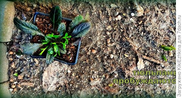 Кажется этот Тюльпан должен быть :  либо высоким  Белым, либо  невысоким  Жёлтым...