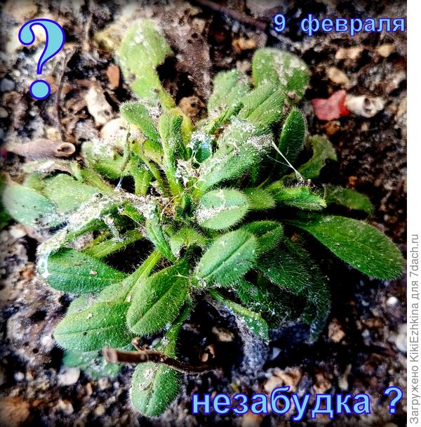 Из пакетика семян Незабудки до клумбы  дожили несколько ростков , а из  зимы  вышел только вот этот кустик