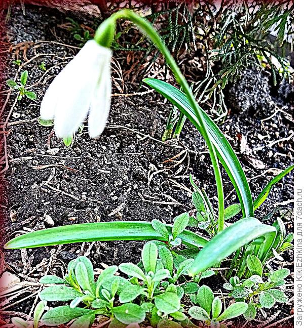 Думаю,   что мой  подснежник можно назвать Галантус...Их у меня  в  эту  весну  проявилось 3  штучки - в разных местах.  Когда же там образуются   куртинки?