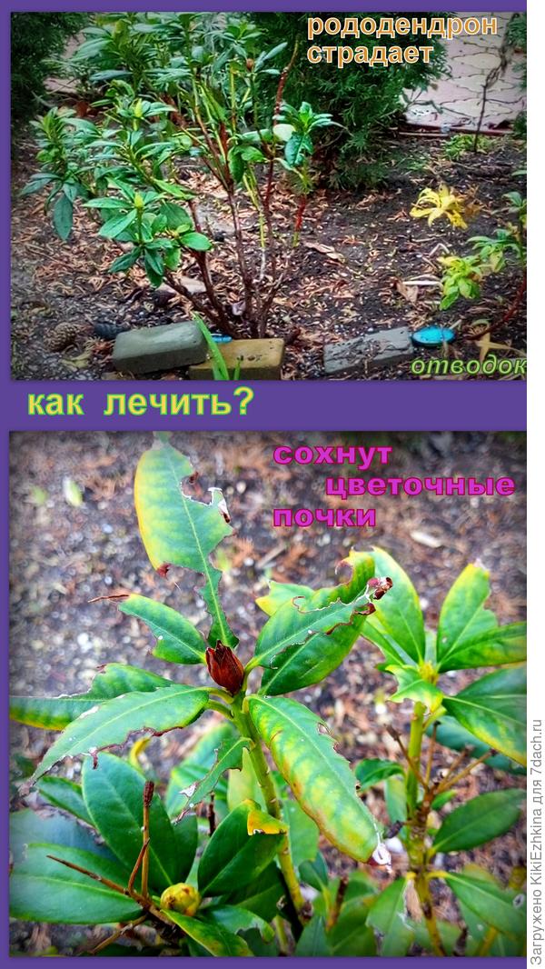 Почему сохнут цветочные почки?-какое это заболевание?