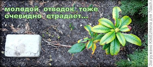 Я  боролась  с улитками, а  оказался  вредителем  долгоносик!